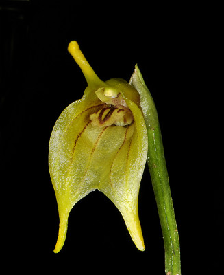 Masdevallia vargasii