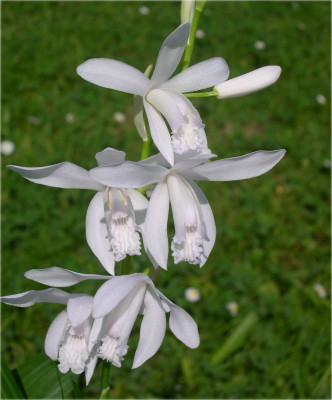 Bletilla striata 'alba' (mit neuem Austrieb)