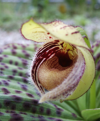 Cypripedium fargesii