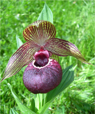 Cypripedium tibeticum