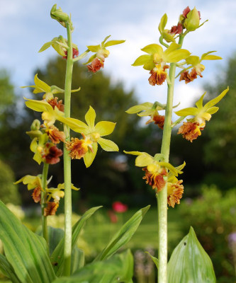 Calanthe tricarinata (abgeblüht / pflanzbereit)