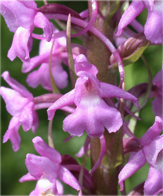 Gymnadenia conopsea (abgeblüht / pflanzbereit)