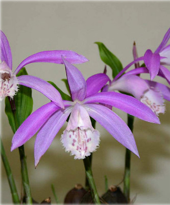 Pleione formosana (abgeblüht, pflanzbereit)