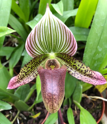 Paphiopedilum Vinicolor 'Schwarze Madonna' x P wardii 'Lemförde'