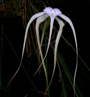 Brassavola cucullata