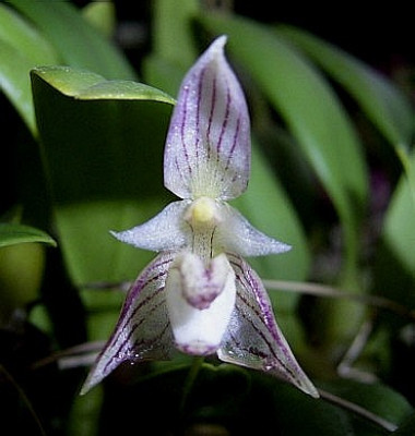 Bulbophyllum ambrosia