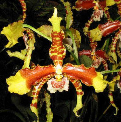 Rossioglossum grande