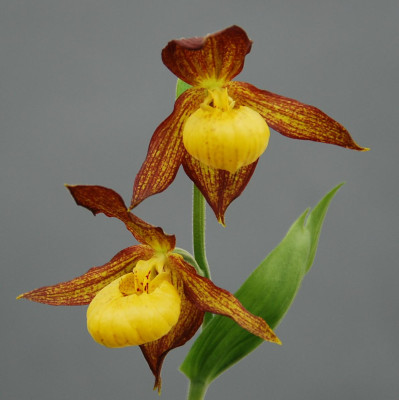 Cypripedium calceolus x segawi