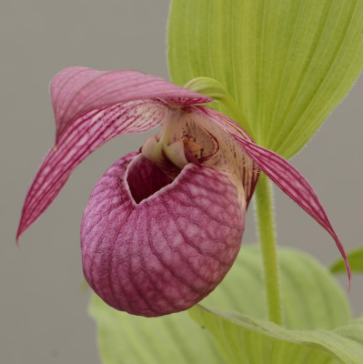 Cypripedium speciosum x hotei