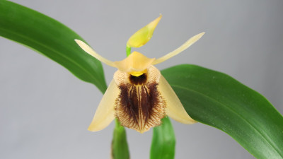 Coelogyne ovalis