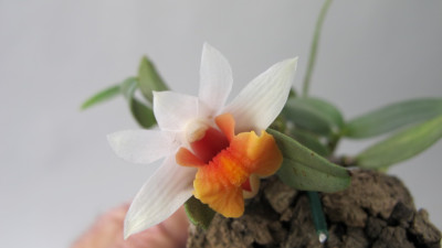 Dendrobium bellatulum (Jgpfl., frisch aufgebunden)