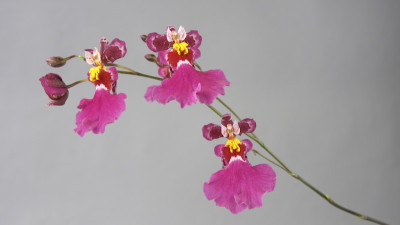 Oncidium Kutoo