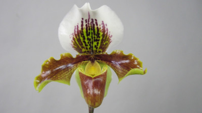 Paphiopedilum Beaute x gratrixianum