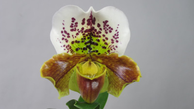 Paphiopedilum Pacific Ocean 'Anne'