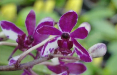 Neostylis Pinky