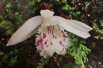 Pleione forestii 'white'