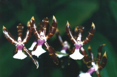 Odontoglossum laeve