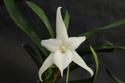 Angraecum sesquipedale (bosseri)