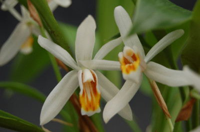 Coelogyne huettneriana