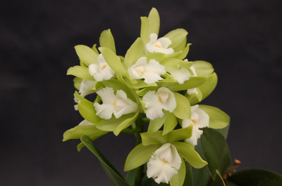 Cattleychea Siam Jade (Jgpfl., Importpflanze)