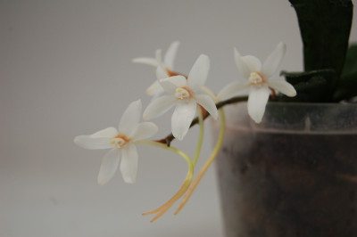 Aerangis mooreana 