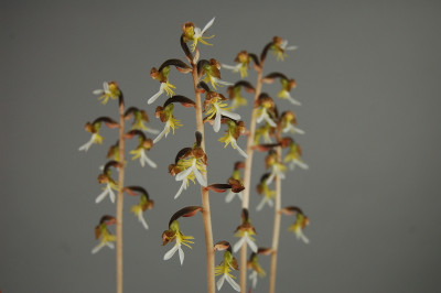 Anoectochilus formosanus