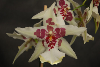 Beallara Tahoma Glacier 'Green' (1 Rispe)