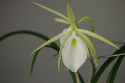 Brassavola nodosa 