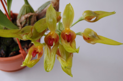 Bulbophyllum graveolens