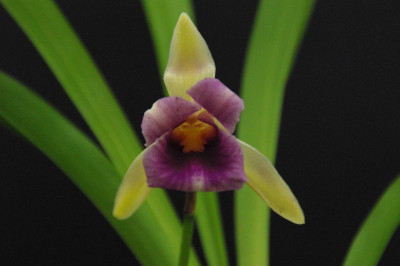 Cochleanthes discolor