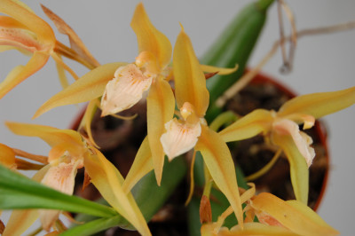 Coelogyne fuscescens