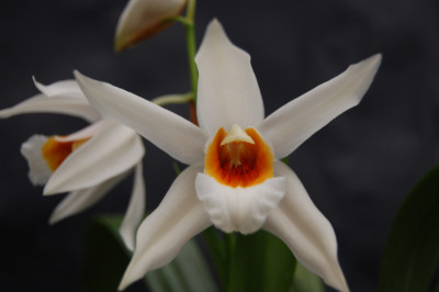 Coelogyne Mem. W. Michalitz