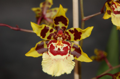 Colmanara Wildcat 'White lip' (1 Rispe)