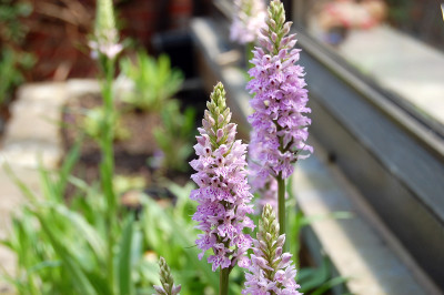 Dactylorhiza maculata (abgeblüht, pflanzbereit)