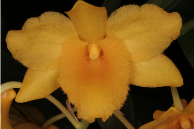 Dendrobium griffithianum