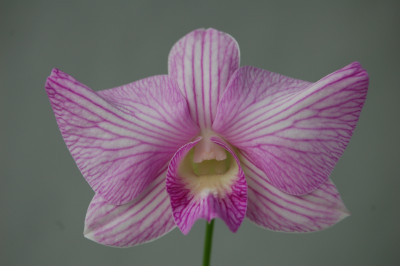 Dendrobium Jairak 'Stripe'