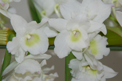 Dendrobium Spring Dream 'Apollon' (2 Stiele)