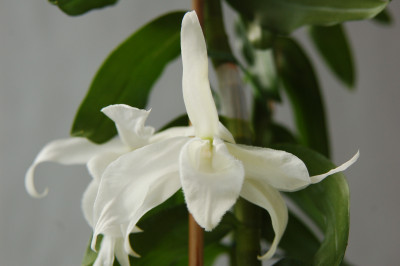 Dendrobium superbum 'album'