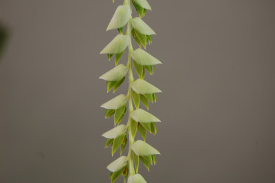 Dendrochilum latifolium