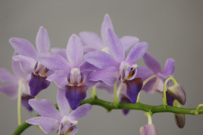 Doritaenopsis Purple Gem 'Blue'