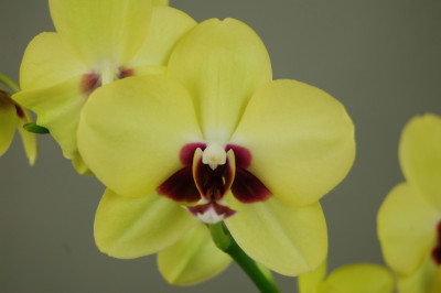 Doritaenopsis Tying Shin Melody 'Autumn Water' (2 Rispen)