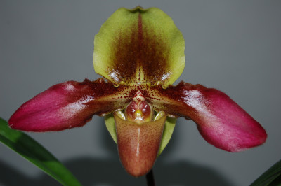 Paphiopedilum Hans Strahl