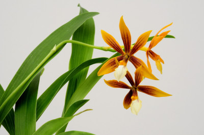 Epidendrum vitellinum x (tripunctatum x semialperta)