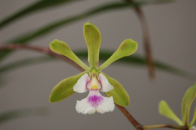 Epidendrum floribundum