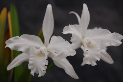 Laelia lobata 'alba'