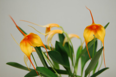 Masdevallia Amazone 'Sheila' (2-3 Stiele)