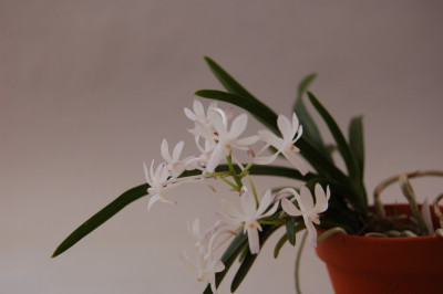 Neofenetia falcata x coelestis 'blue'