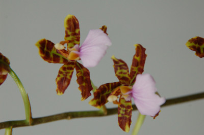 Odontoglossum bictoniense 'Celle'