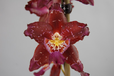 Odontoglossum Purple Rain (2 Rispen)