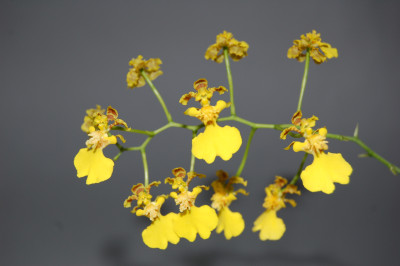 Oncidium blanchetii